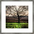 The One Tree Framed Print