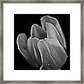 The Opening In Black And White Framed Print
