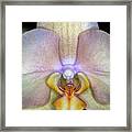 The Orchid Blossom Framed Print