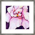 The Orchid Framed Print
