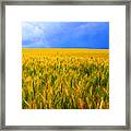 The Palouse Wheat Fields Framed Print