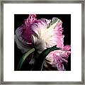 The Parrot Tulip Queen Of Spring Framed Print
