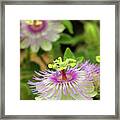 The Passion Framed Print