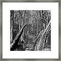 The Path Through The Woods Bandw Framed Print