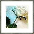 The Petals Of A Soft White Rose Framed Print