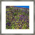 The Phacelia Patch Framed Print