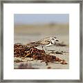 The Plover And The Seaweed Framed Print