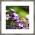 The Pollinator Framed Print