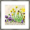 The Promise Of Spring - Pansy Framed Print