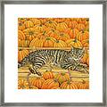 The Pumpkin Cat Framed Print