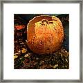 The Pumpkin Shell Framed Print