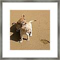 The Puppies Framed Print