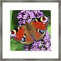 The Rare Peacock Butterfly Framed Print
