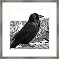 The Raven - Black And White Framed Print