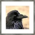 The Raven Framed Print