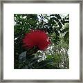 The Red Flower Framed Print