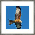 The Red Kite - Milvus Milvus Framed Print