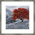 The Red Tree Framed Print