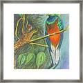 The Resplendent Quetzal Bird Framed Print