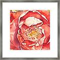 The Rose Framed Print