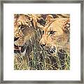 The Royal Couple Ii Framed Print