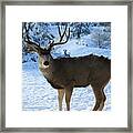 The Rut Is On Framed Print