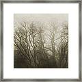 The Secrets Of The Trees Framed Print