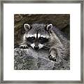 The Stare Framed Print