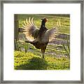 The Sun In My Wings Framed Print