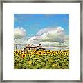 The Sunflower Farm Framed Print