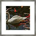 The Swan And The Koi Framed Print
