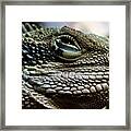 The Sweet Face Of A Dragon Framed Print