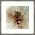 The Sweetest Magnolia Framed Print