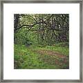 The Taking Tree Framed Print