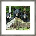 The Three Bears Framed Print