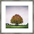 The Tree - Kildare, Ireland - Landscape Photography Framed Print