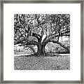The Tree Of Life Monochrome Framed Print