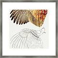 The Upper Side Of The Pheasant Wing Framed Print