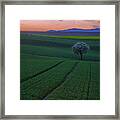 The Viewer Framed Print