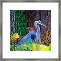 Majestic Great Blue Heron Framed Print