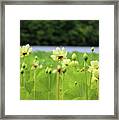 The Water Fields Framed Print