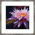 The Water Lily Pond Framed Print