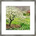 The White Canopy Framed Print