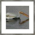 The White Pelican Framed Print