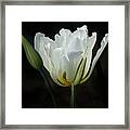 The White Tulip Framed Print