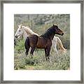 The Wild And Free Framed Print