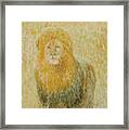 The Wild  Lion Framed Print