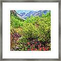 The Wildflowers Of Lundy Canyon Framed Print