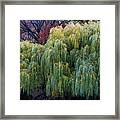 The Willows Of Central Park Framed Print