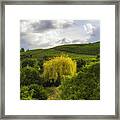 The Wineyards Of Loc Framed Print